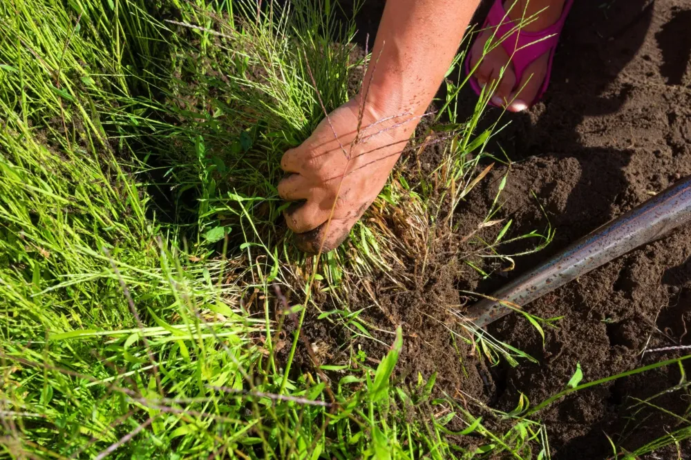entretien de jardin à Ponteilla